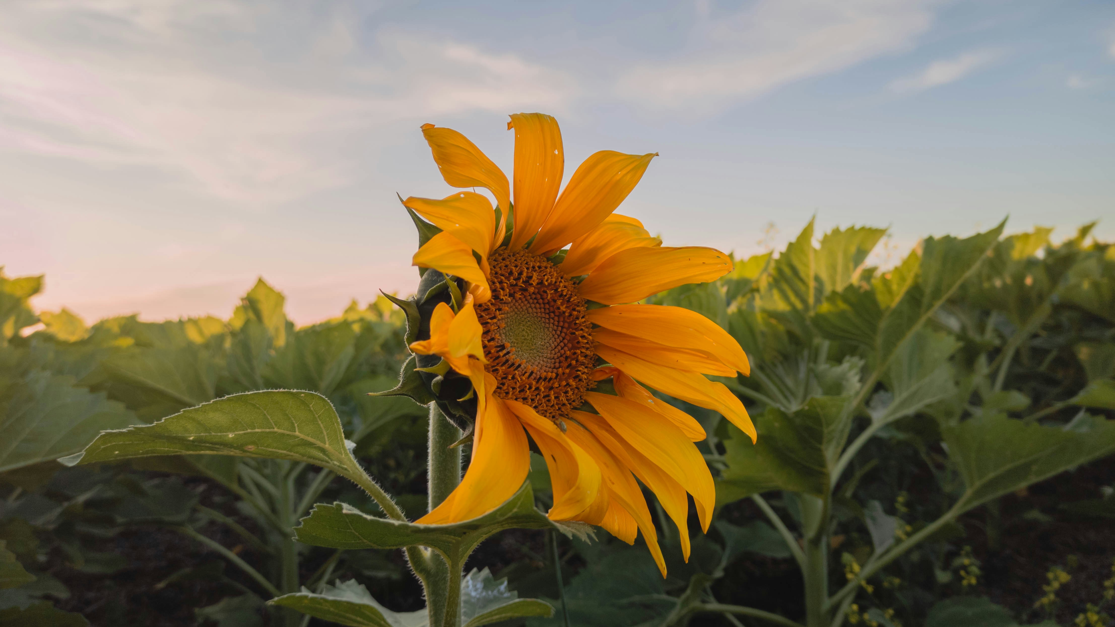 Photo by dariobonzi39