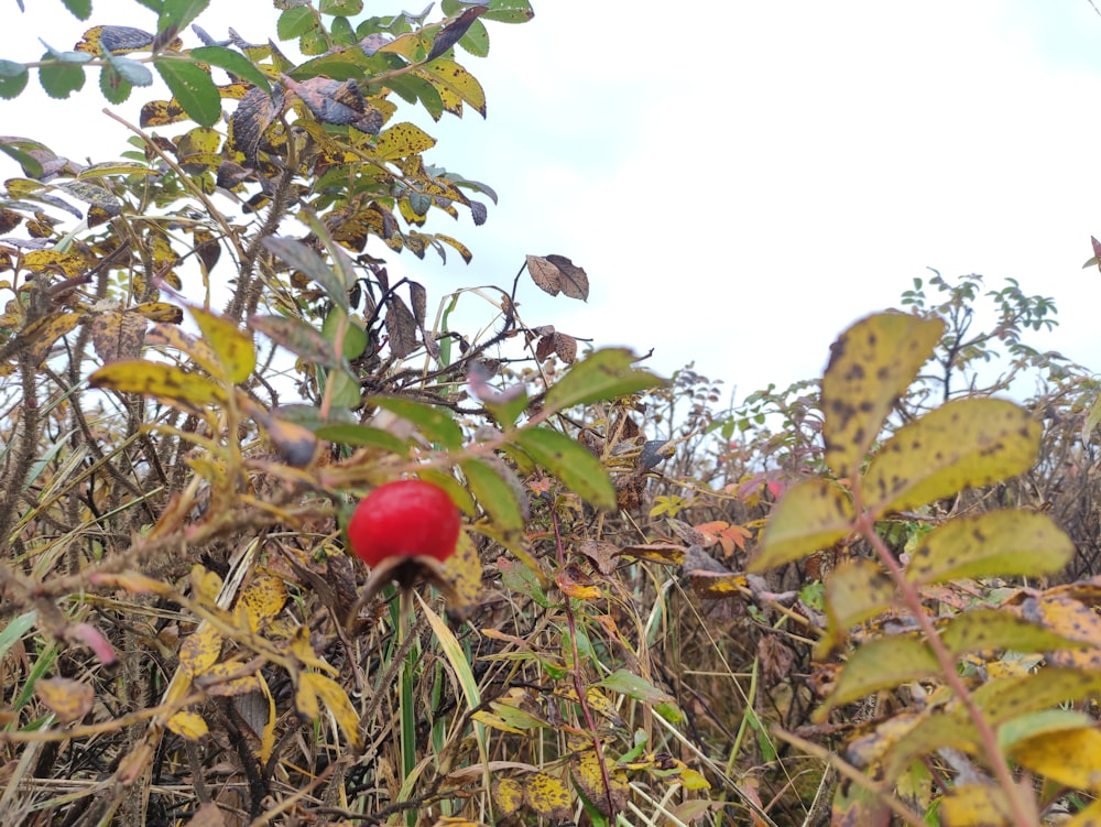 a red berry on a bush