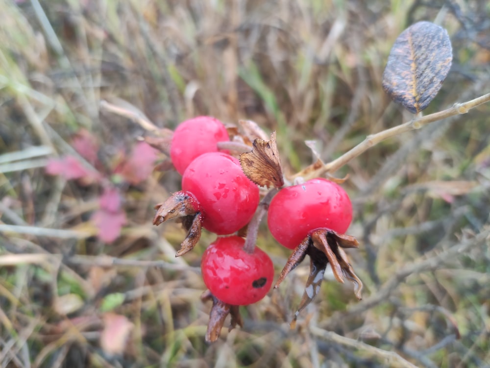 a close up of some berries