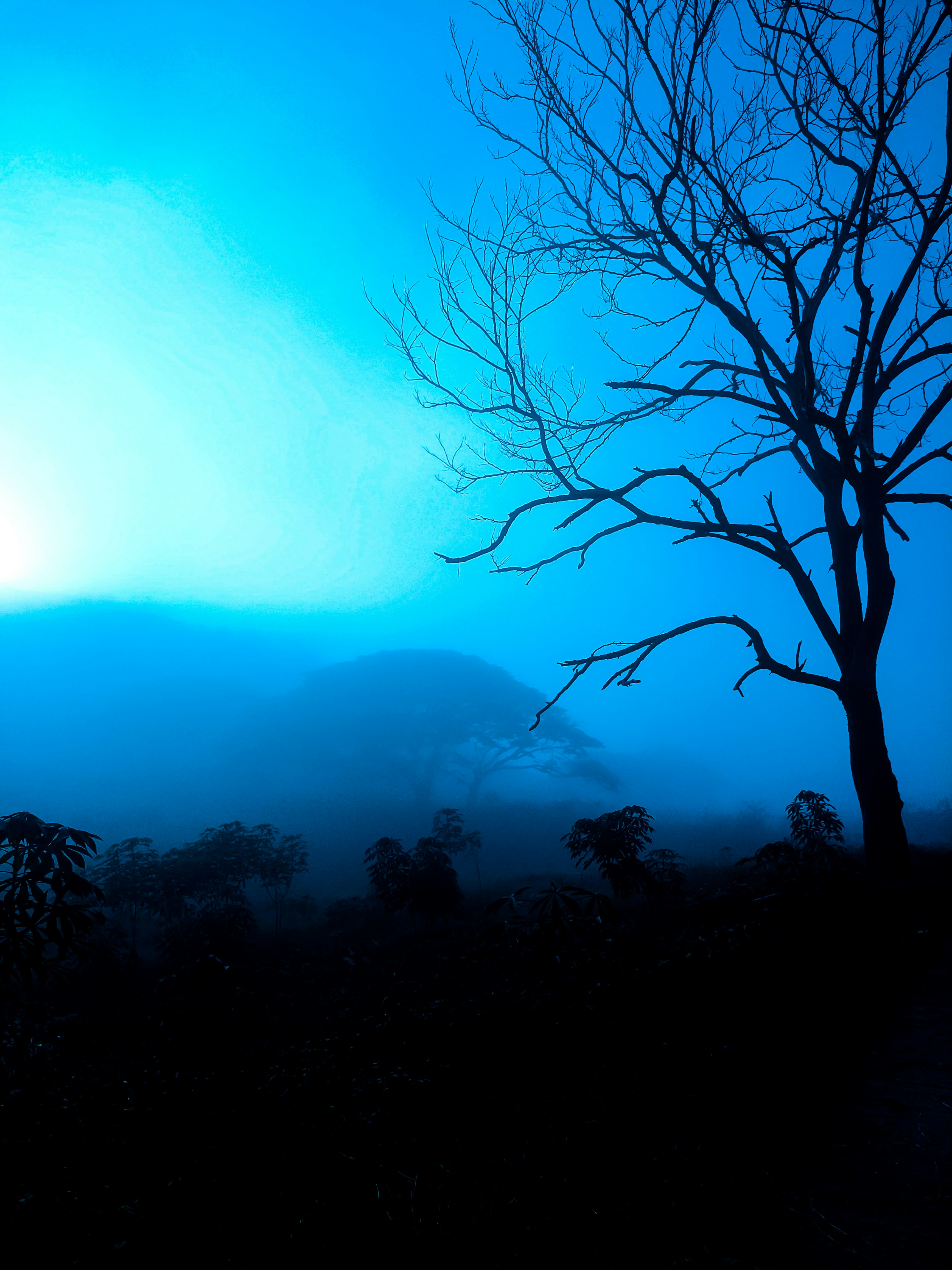 a tree with a blue sky in the background