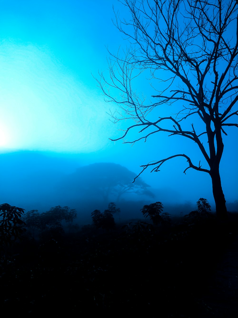 a tree with a blue sky in the background