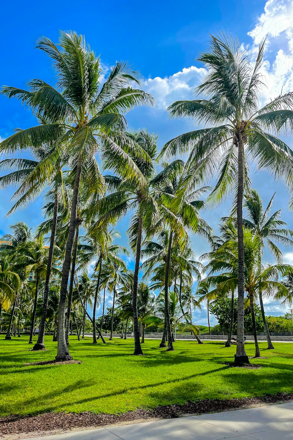 a group of palm trees