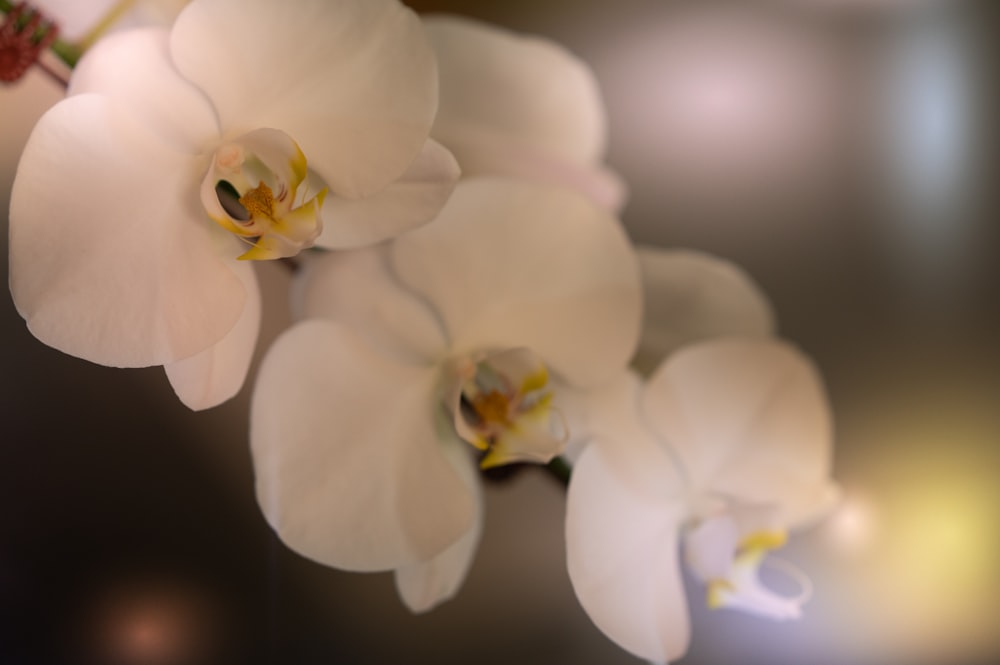 a close up of flowers