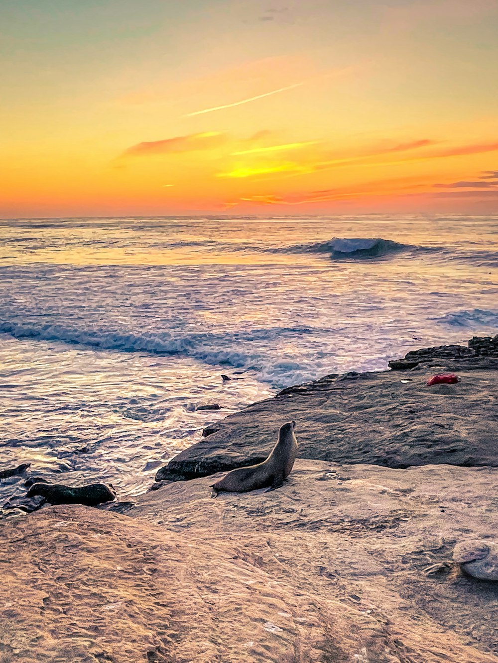 a seal on a beach