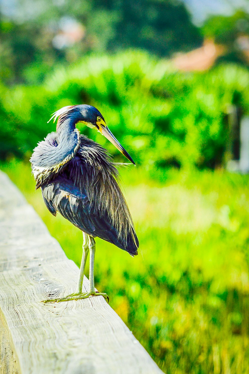 a bird standing on a log