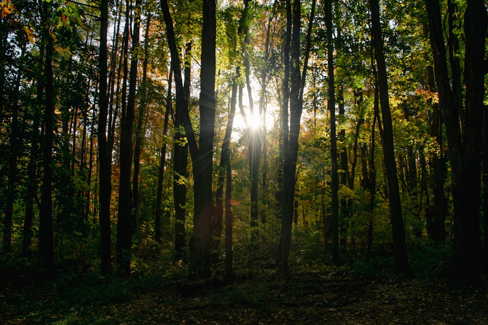 a forest of trees