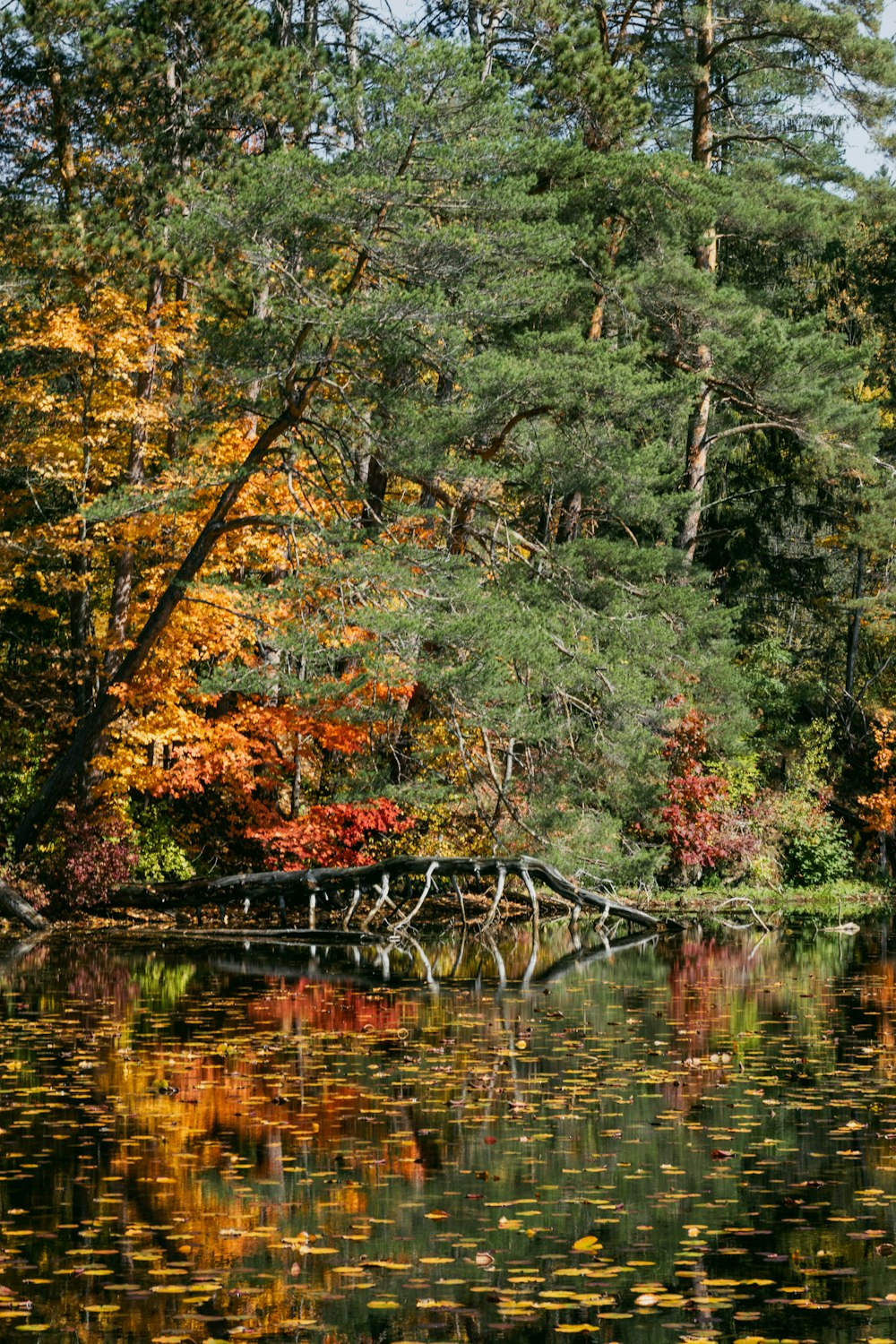 a body of water with trees around it