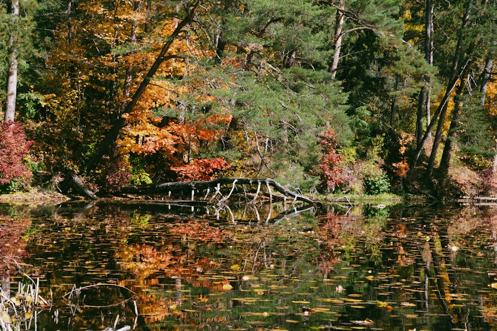 a small pond in a forest