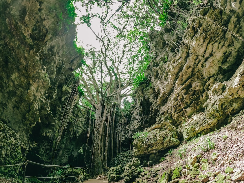 uma árvore em uma área rochosa