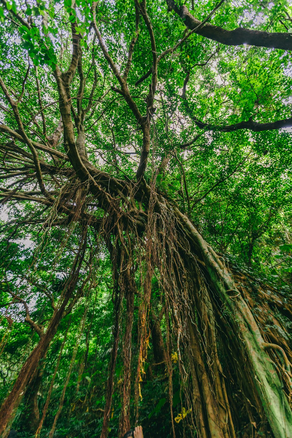 a tree with many branches