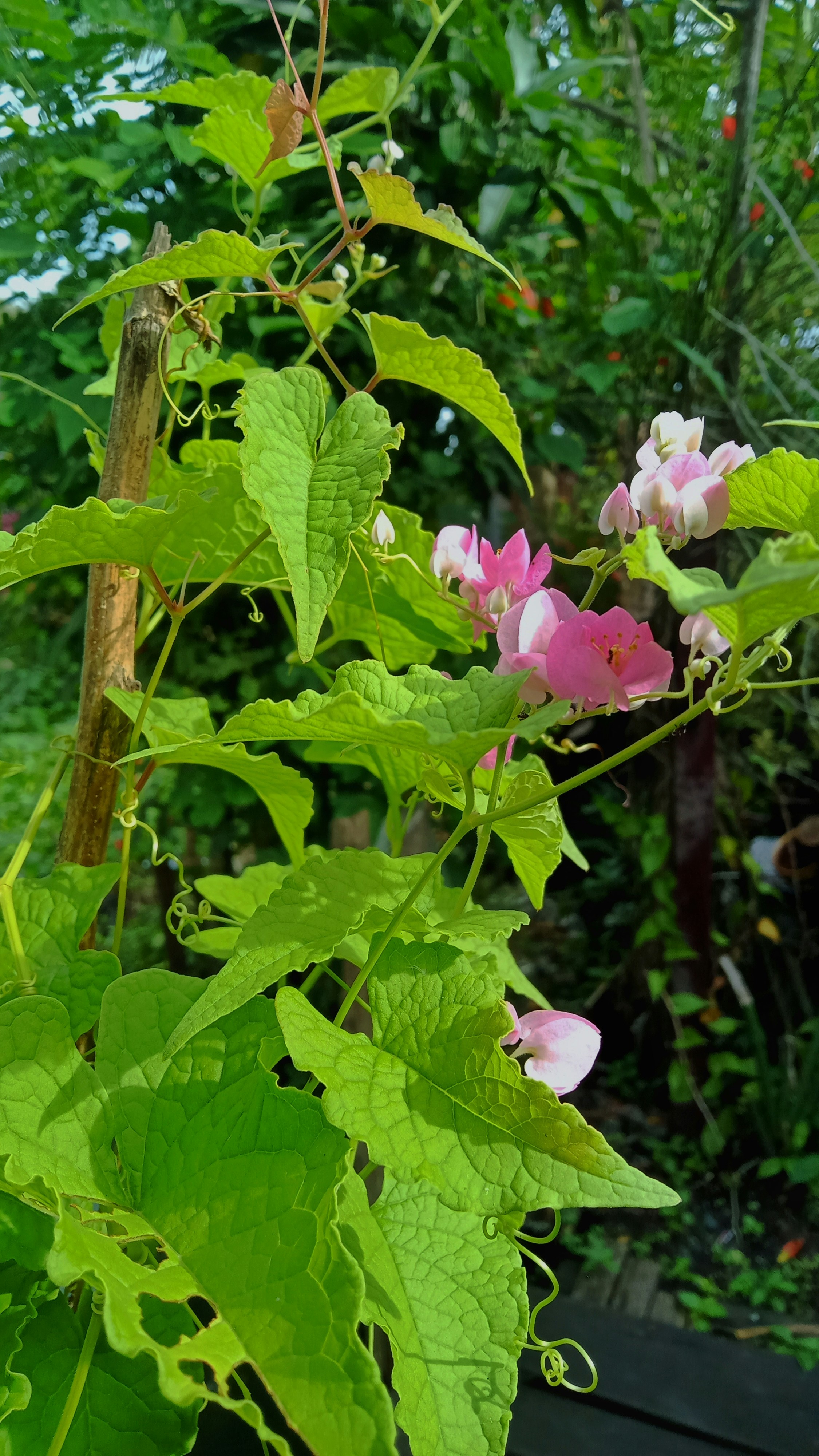 a plant with flowers