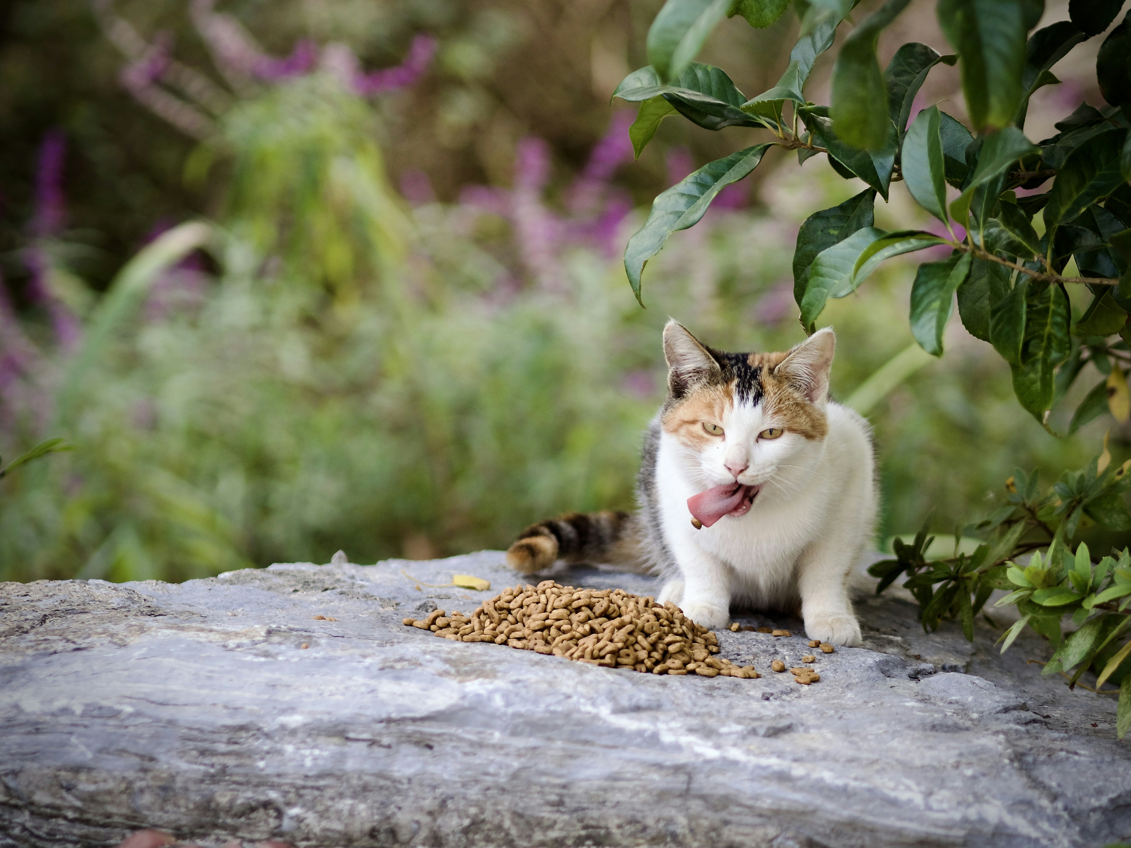 Different types of cat food including dry kibble, wet food, and raw food options