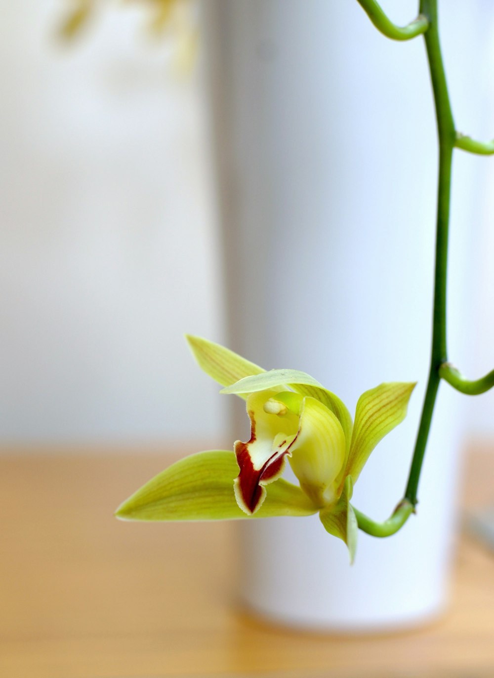 a yellow flower in a vase