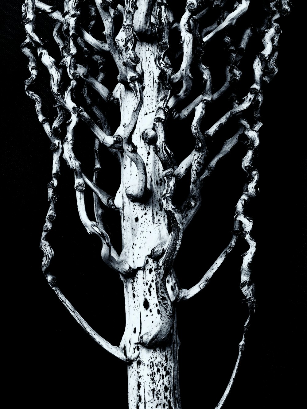 a close-up of a tree