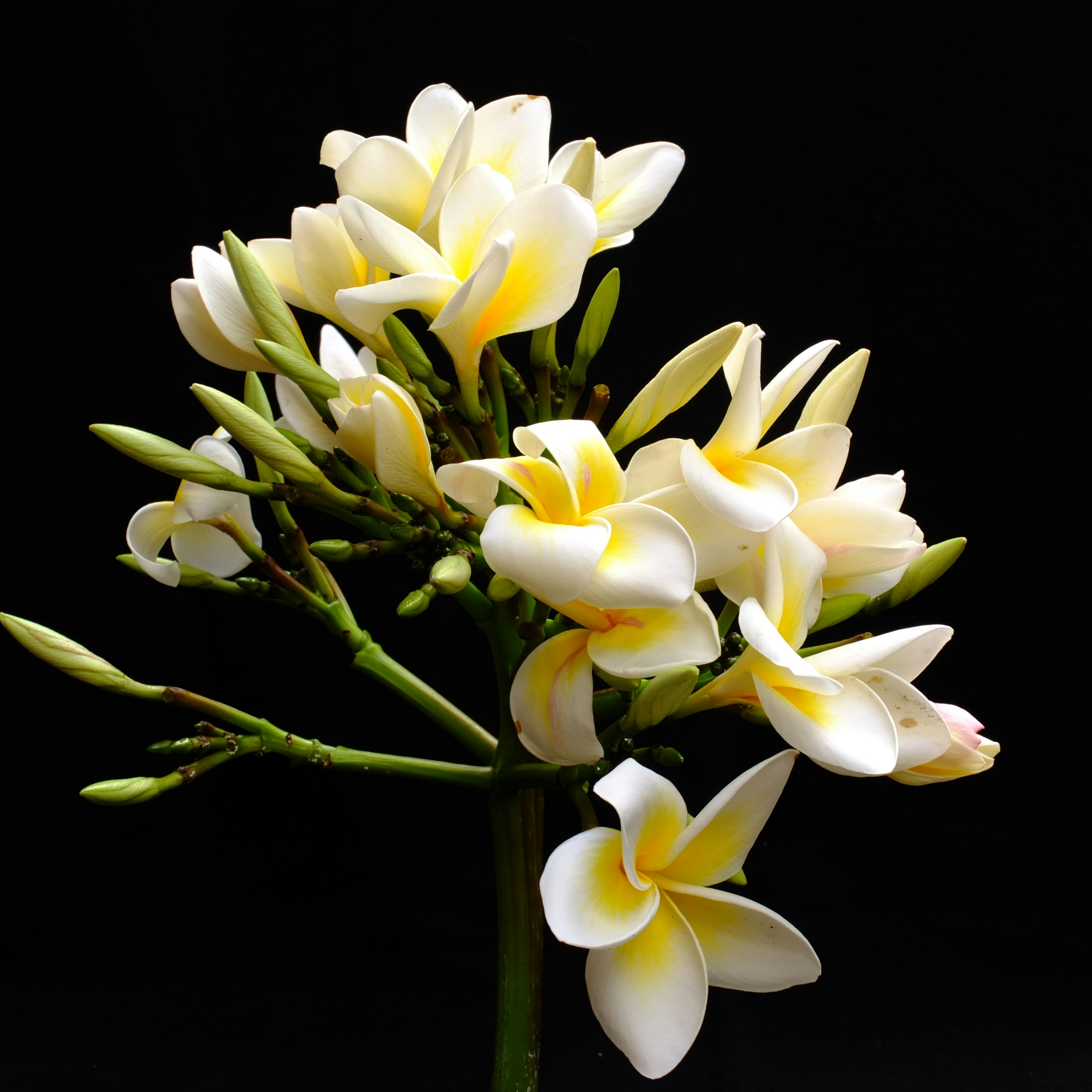 a close-up of some flowers