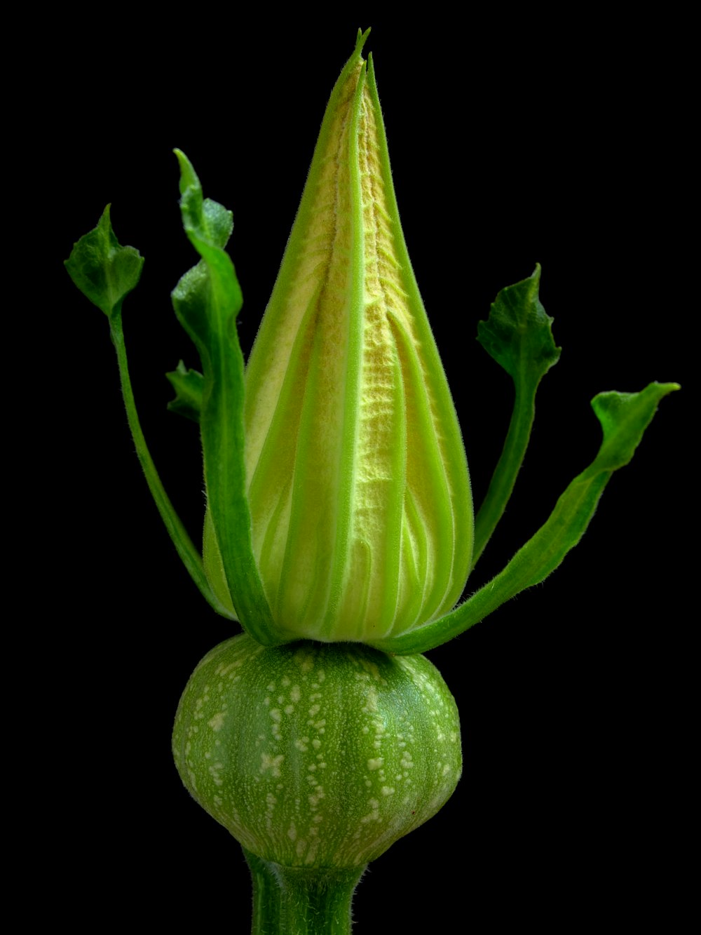 a green plant with leaves