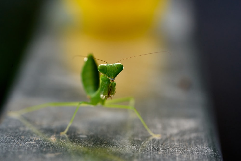 a green insect on a leaf