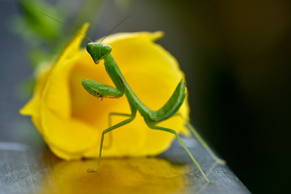 a green bug on a yellow flower
