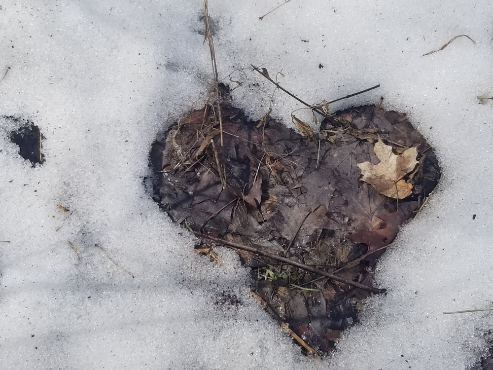 a pile of twigs and leaves