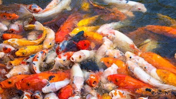 A group of fish swimming in water