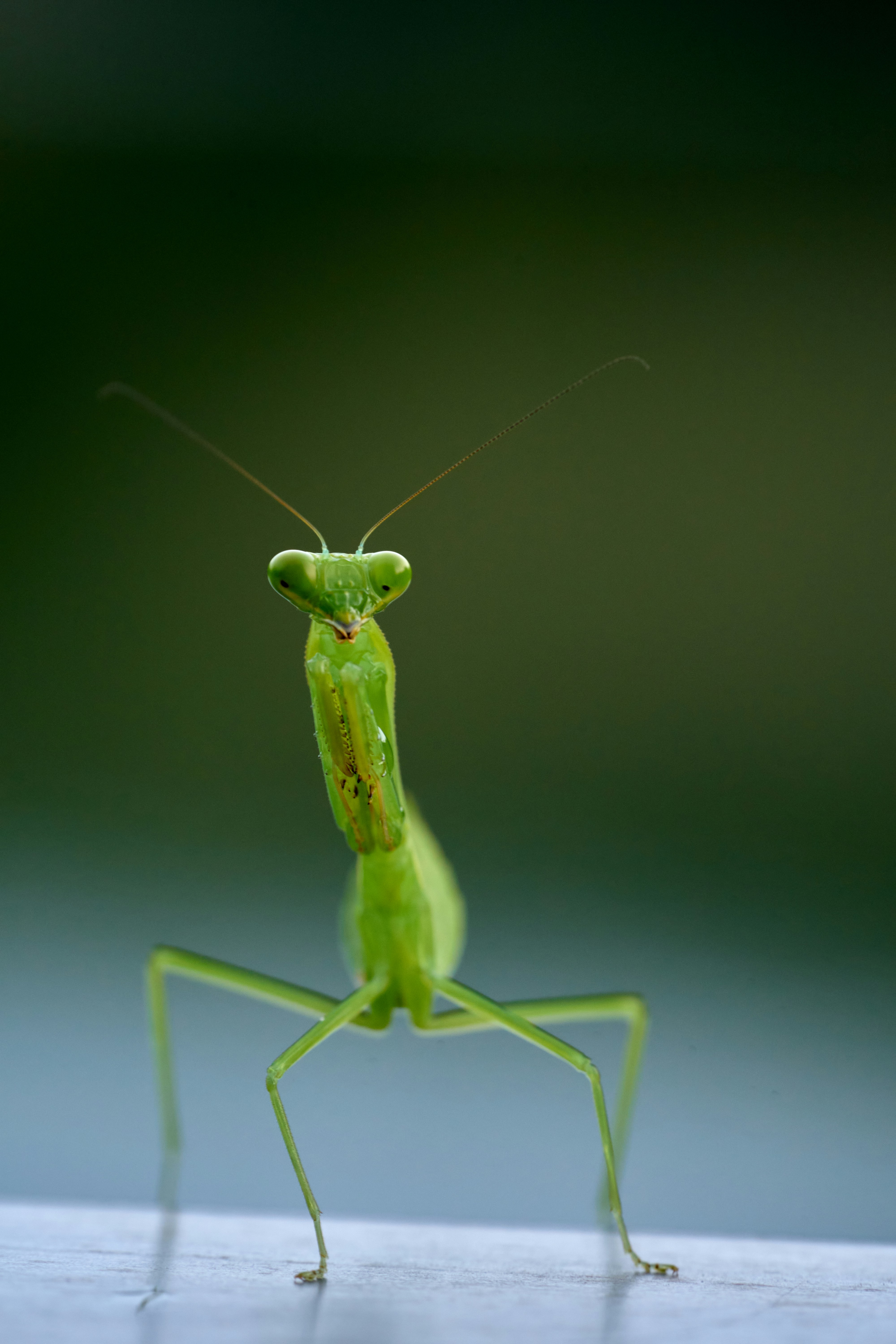 a green insect with a long antennas