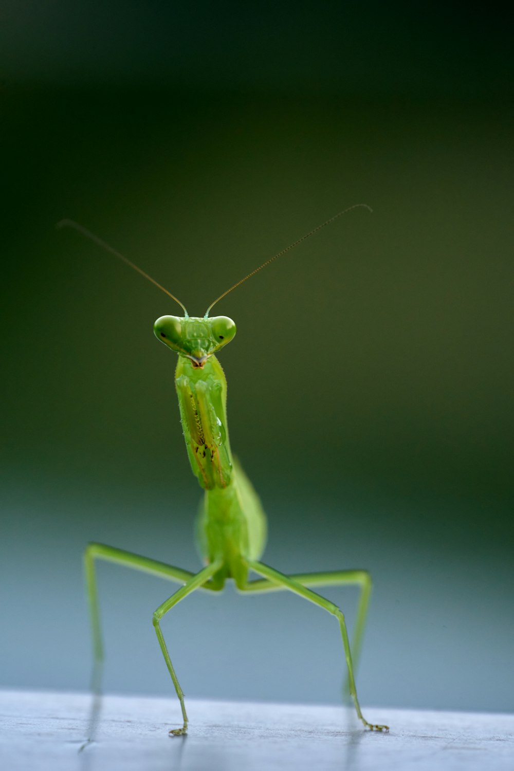 ein grünes Insekt mit langen Antennen