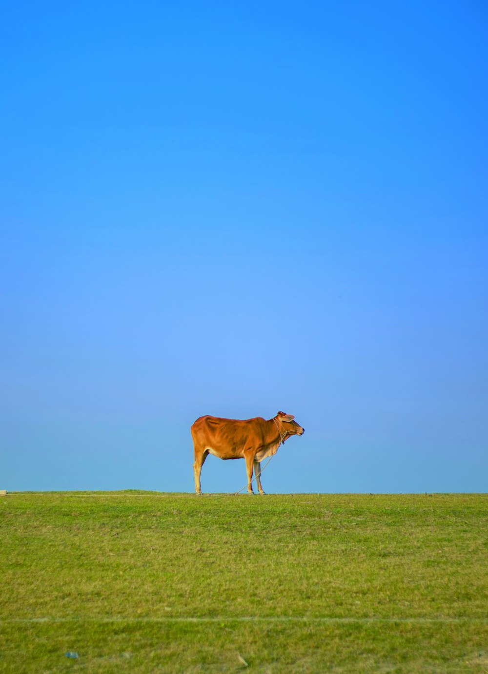a cow standing on a grassy hill