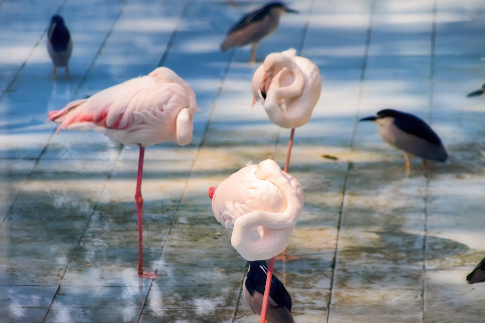 a group of birds standing on a concrete surface