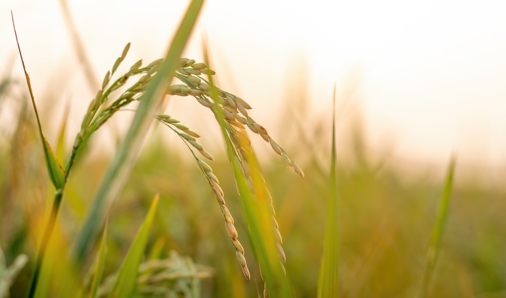 a close up of a grass