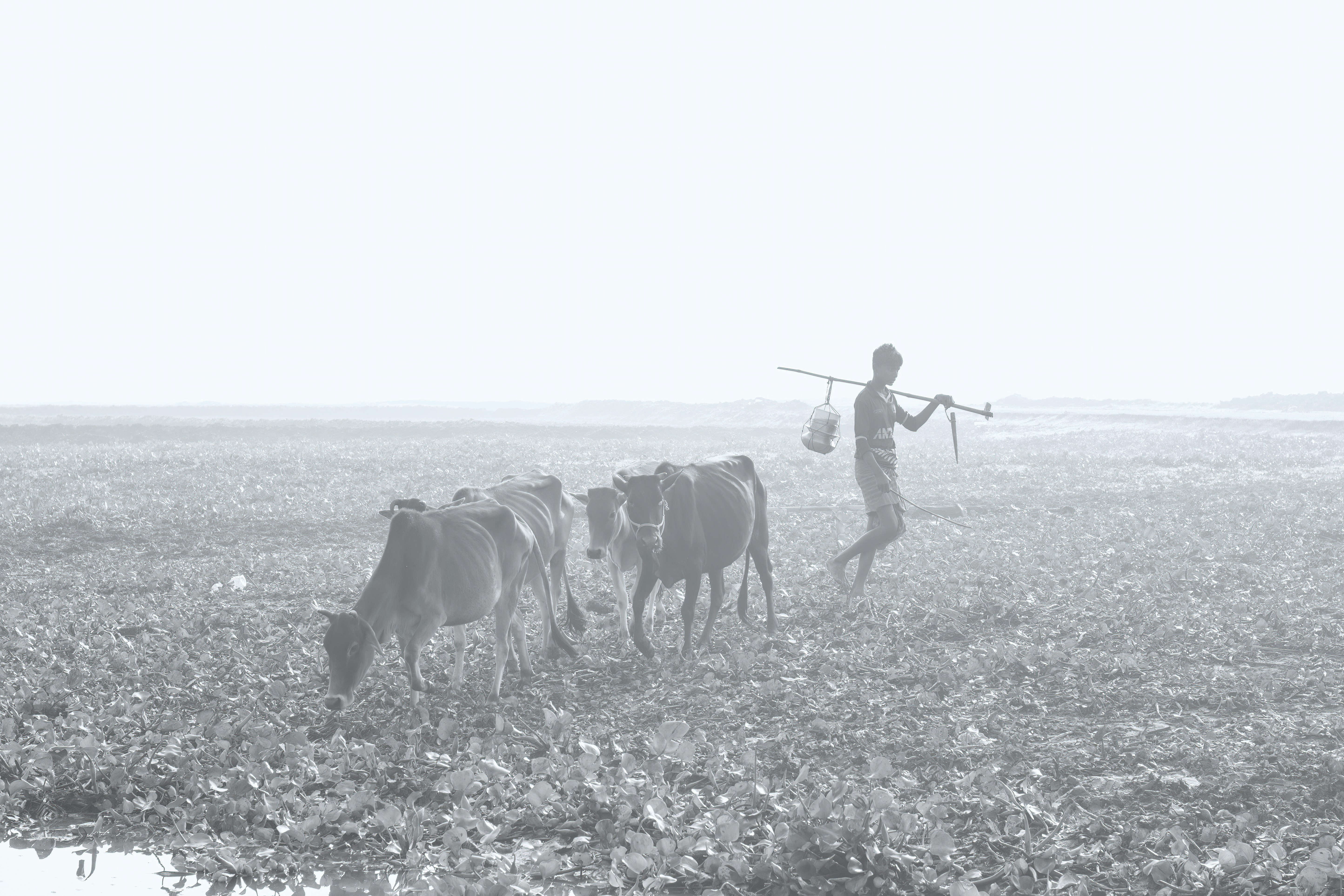 a person with a gun and cows