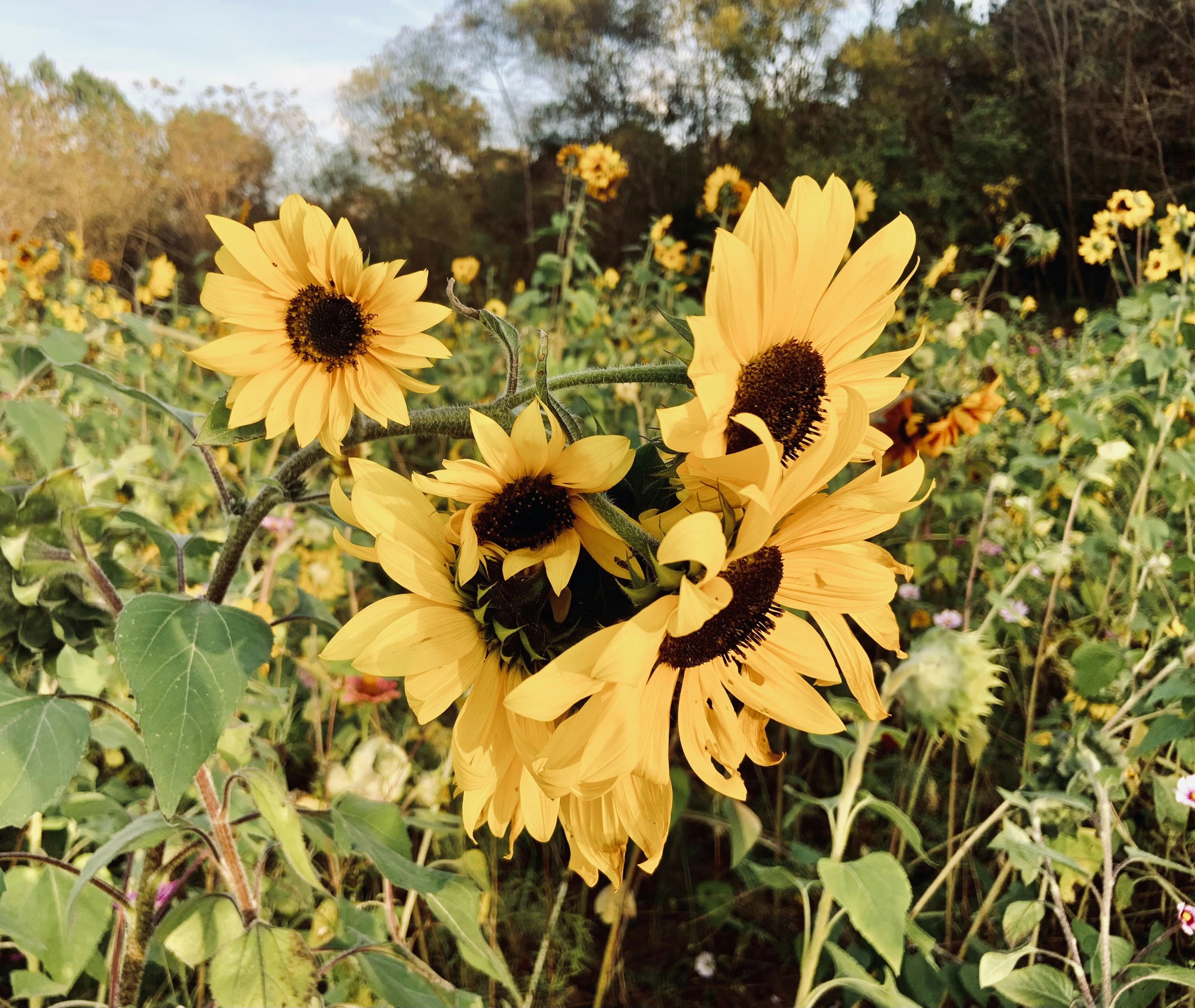 north carolina environment