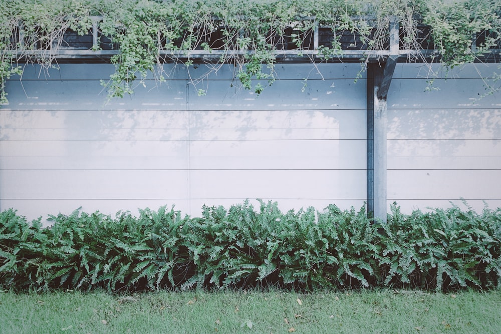 a wall with plants growing on it