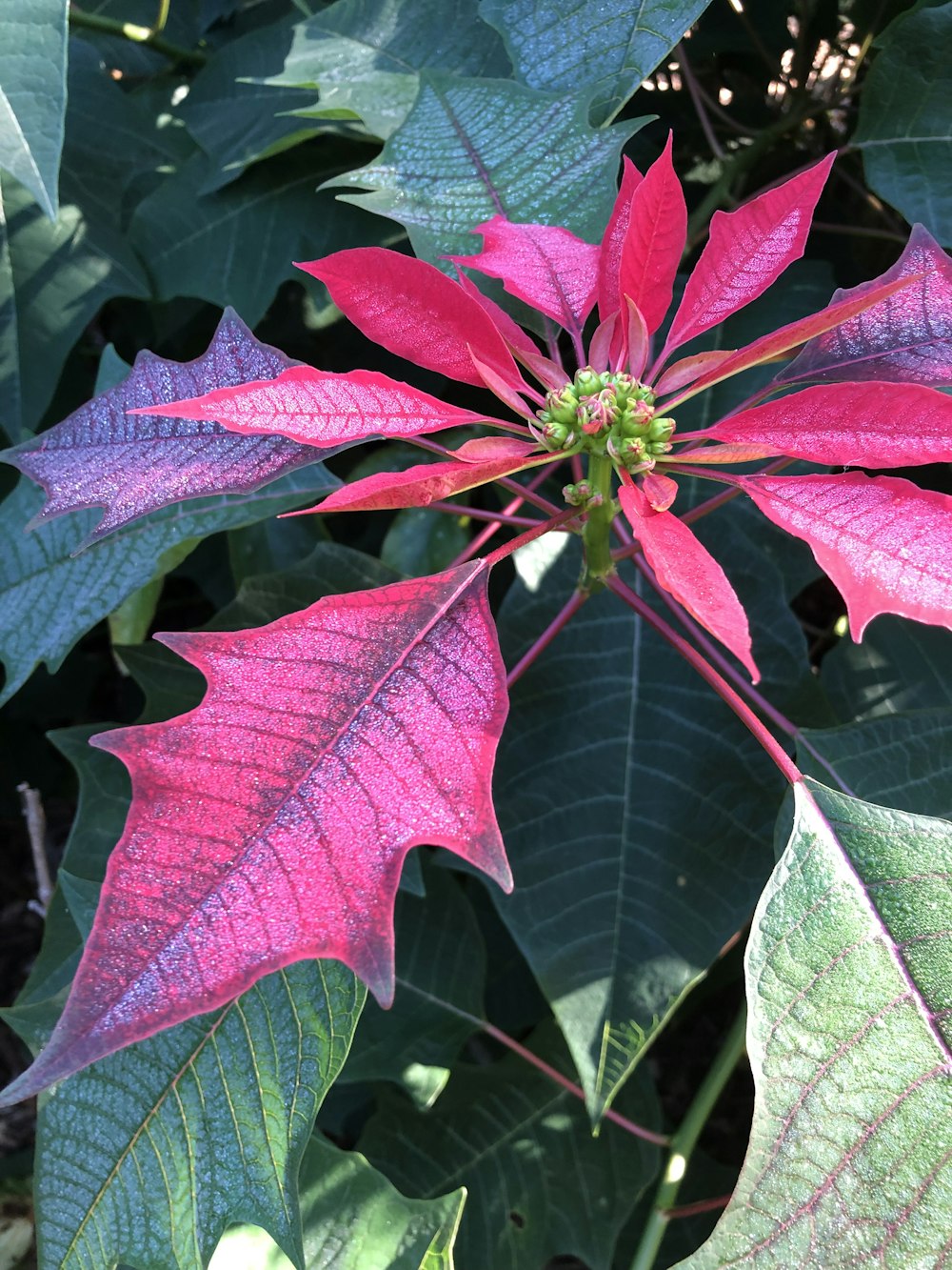 a close up of a flower