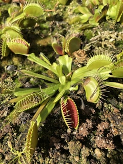 a red and green bug on a plant
