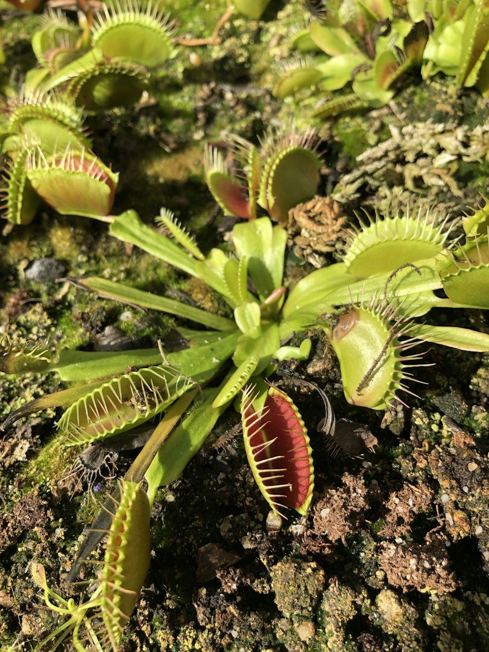 a red and green bug on a plant