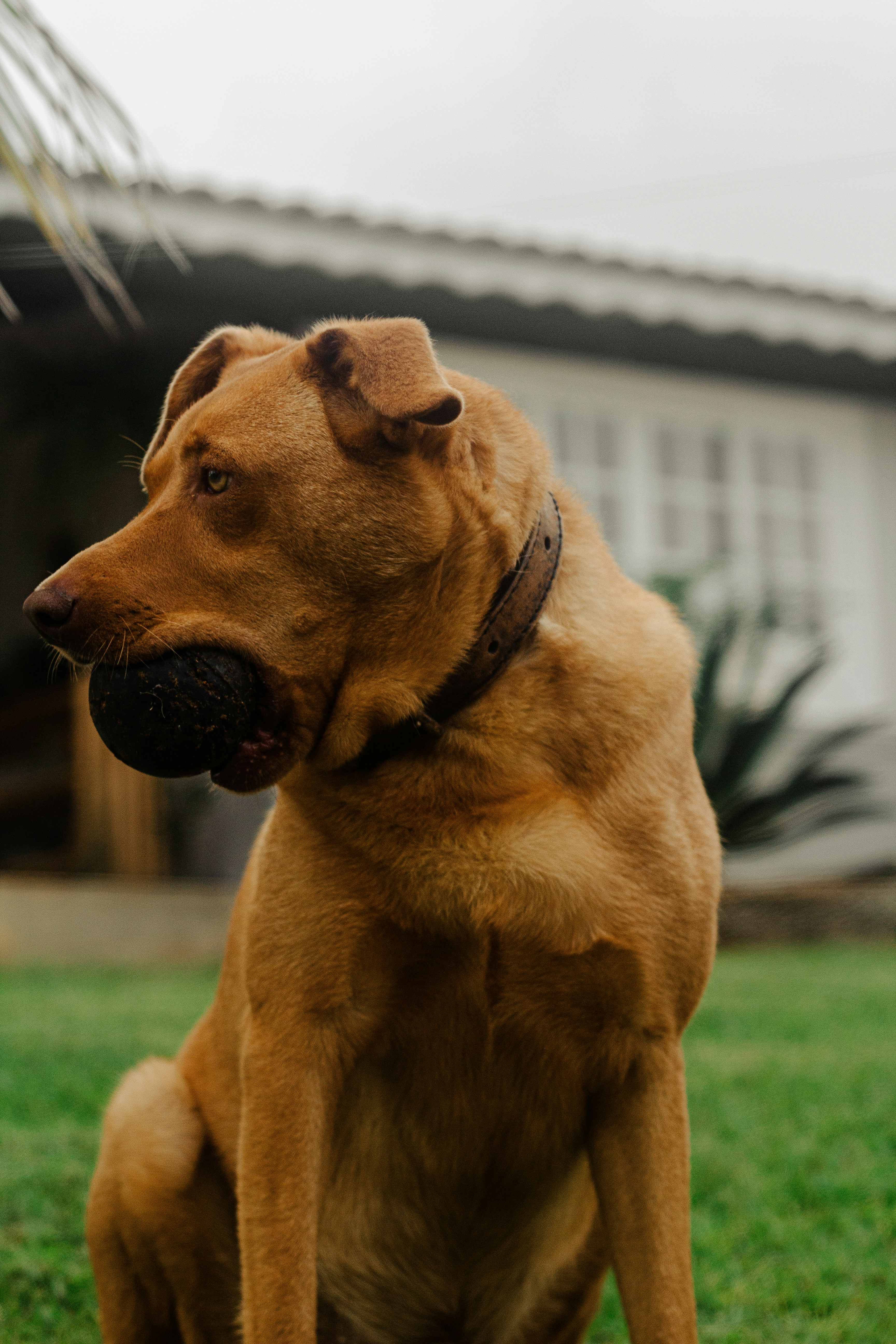 a dog standing in the grass
