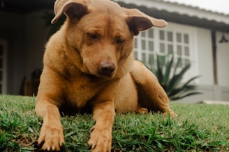 a puppy standing on grass