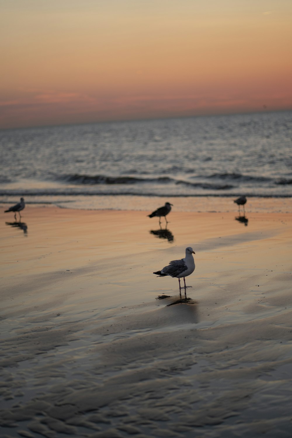 birds on the beach