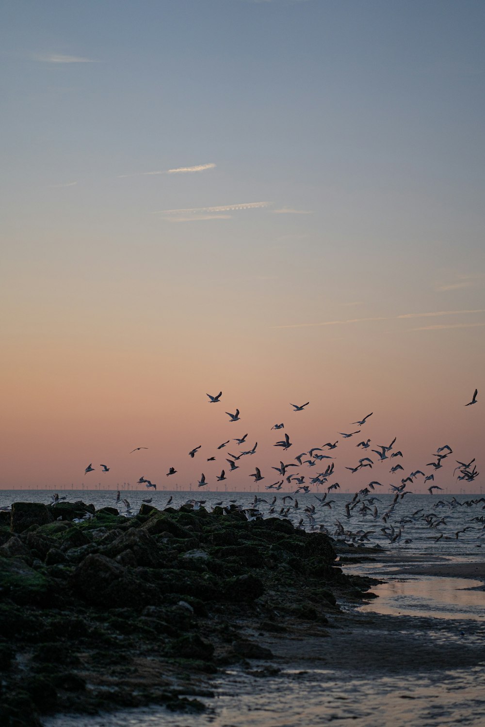 a flock of birds flying over a beach