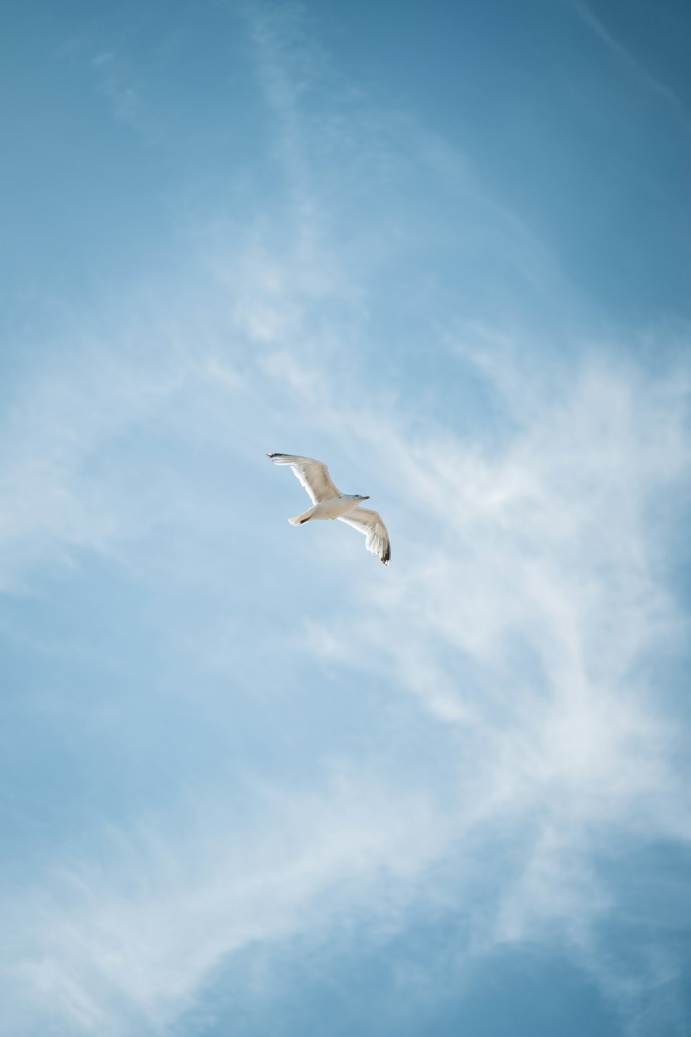 Ein Vogel fliegt am Himmel