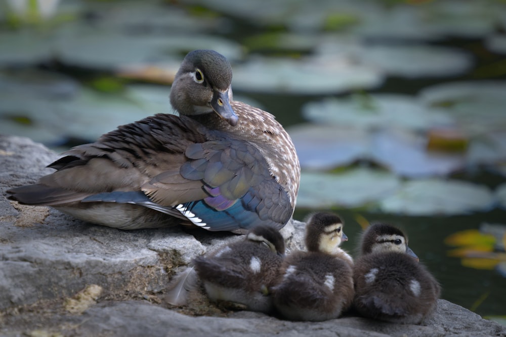 a duck with several baby ducks