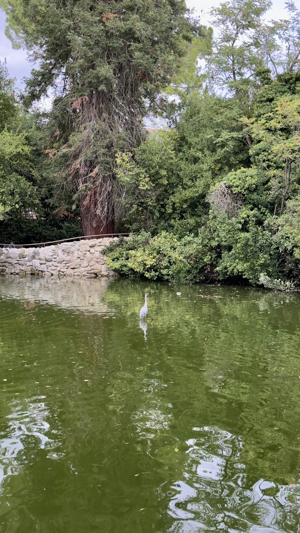 a swan in a pond