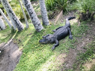 An alligator lies on grassy ground surrounded by palm trees and tropical vegetation. The scene suggests a natural habitat with lush greenery and dappled sunlight.