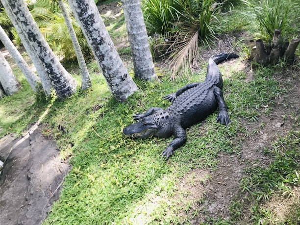 An alligator lies on grassy ground surrounded by palm trees and tropical vegetation. The scene suggests a natural habitat with lush greenery and dappled sunlight.