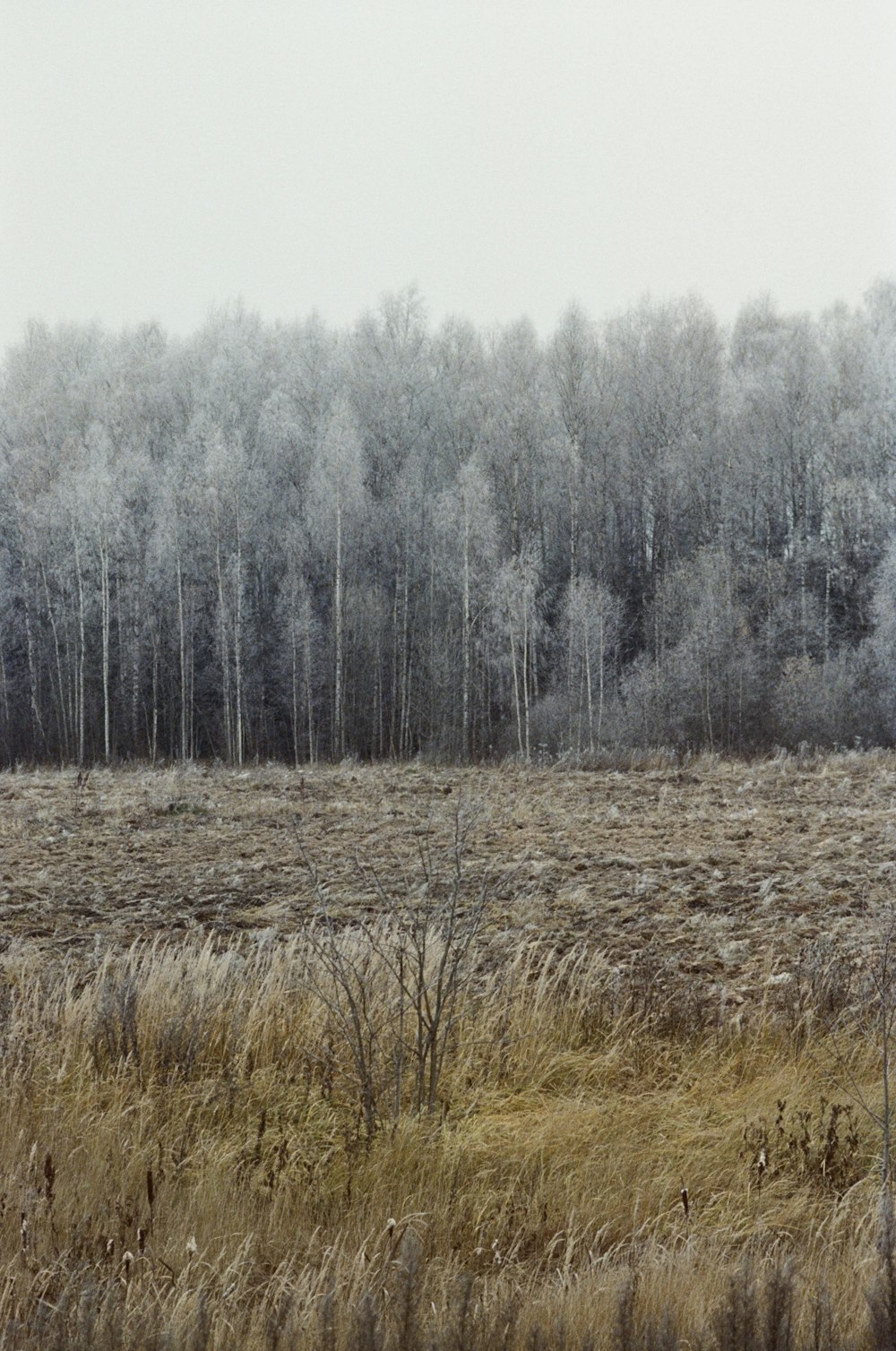 a field of grass and trees