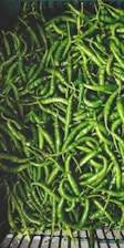 Varieties of chilies like green chilly, byadgi chilly exporters India