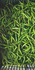 Varieties of chilies like green chilly, byadgi chilly exporters India