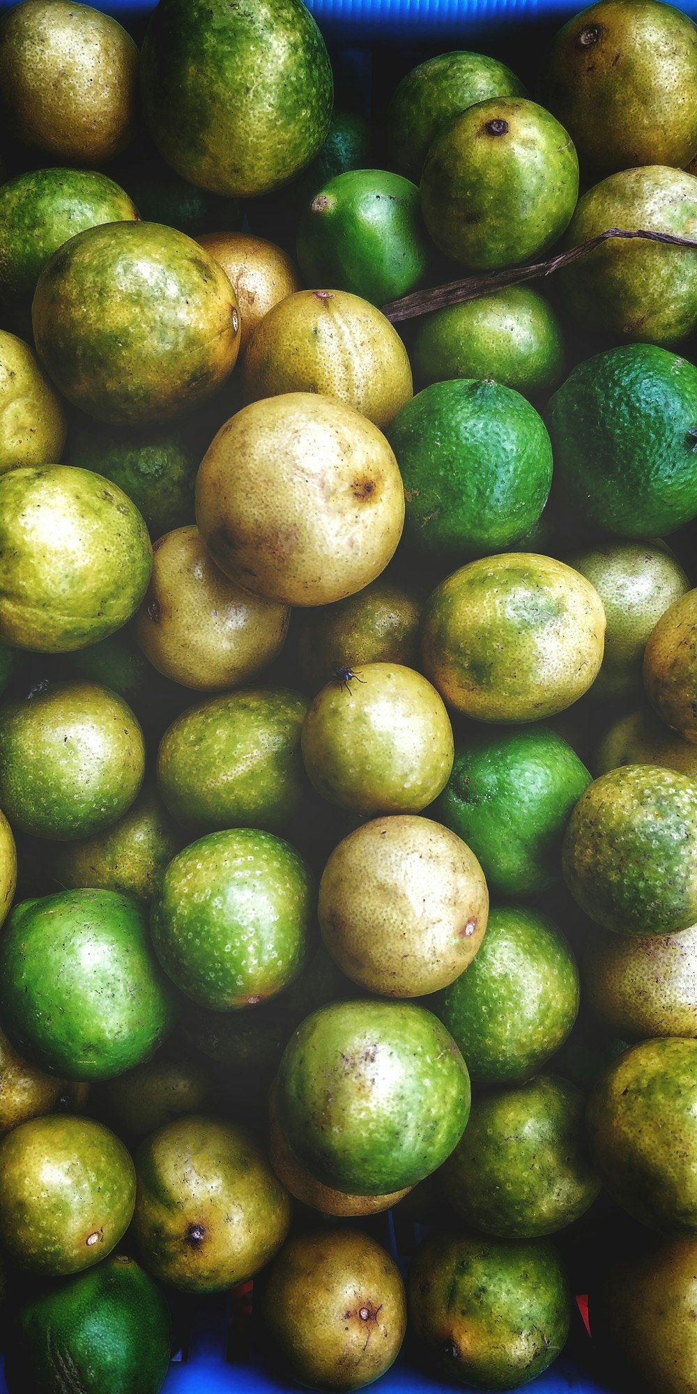 a pile of green fruit