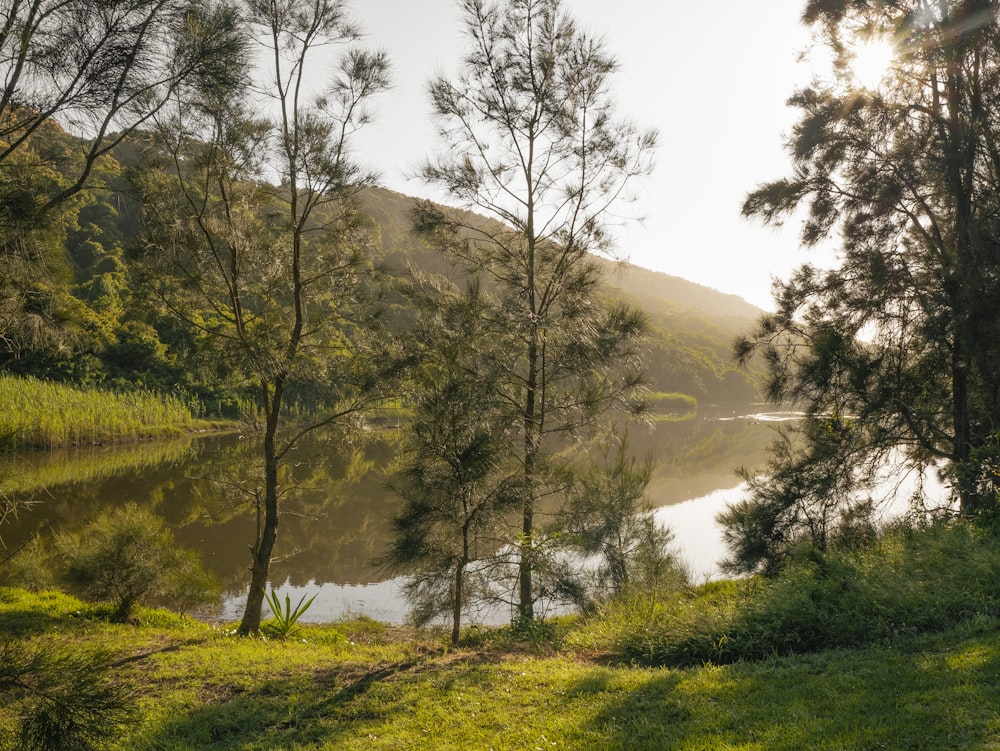 a river with trees and grass