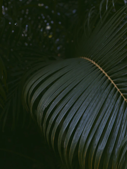 a close up of a leaf